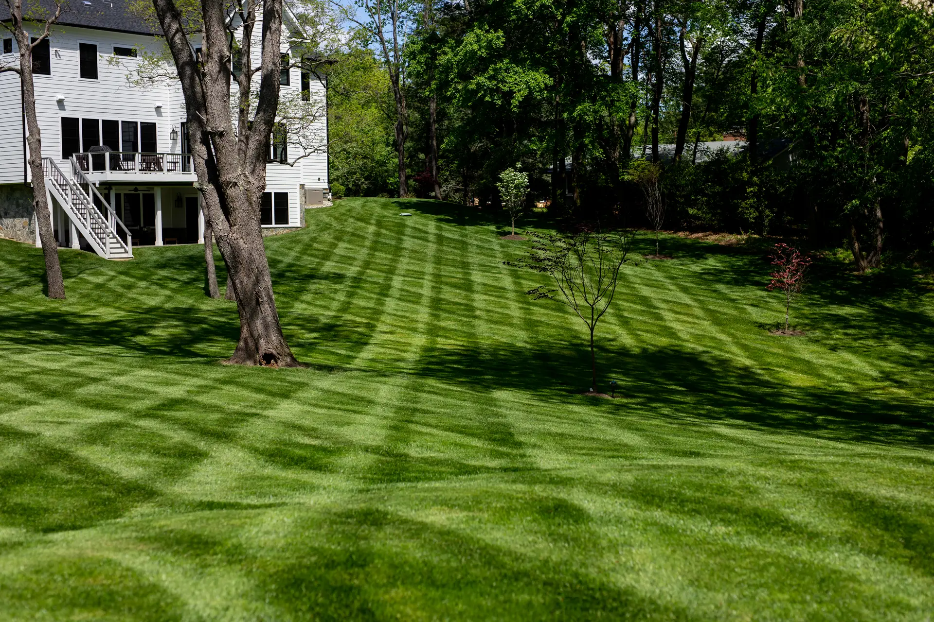 Freshly mowed lawn